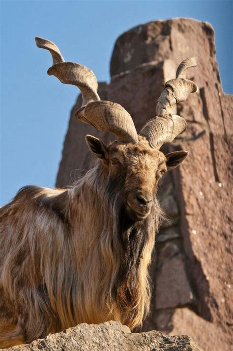 Facts about afghanistan's national bird. Markhor...Wild Goat | Photos-Wildlife | Pinterest ...