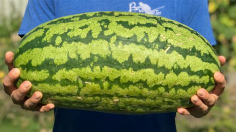 We Grew Our First Giant Watermelon From Seed Youtube