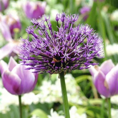 Allium Purple SensationiBulbs Dobies Blog