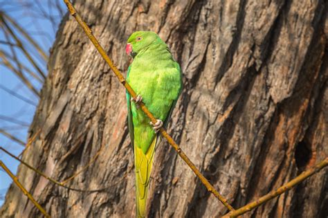A Roseringed Parakeet Or Feral Parakeet Psittacula Krameri In Richmond