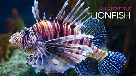All About The Lionfish Youtube