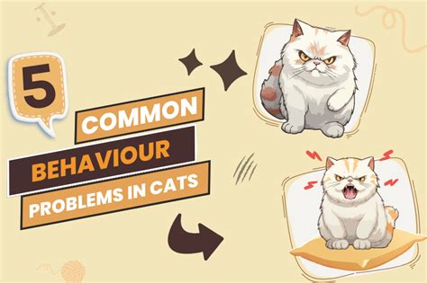 5 Common Behavior Problems In Cats Canadapetcare