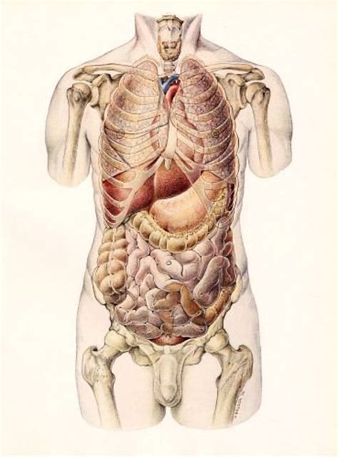 Vintage Anatomy Organs Medical Illustration Plate