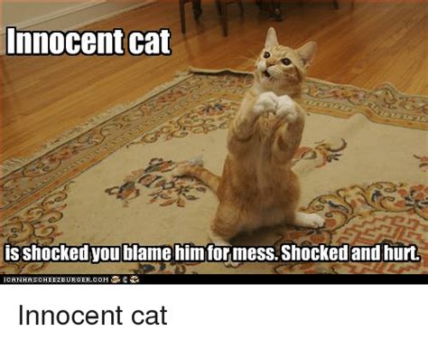 Innocent Cat Is Shocked You Blame Himfor Mess Shocked And Hurt Igan