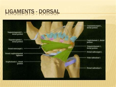 Ppt Imaging Anatomy Of The Wrist Powerpoint Presentation Id5001457