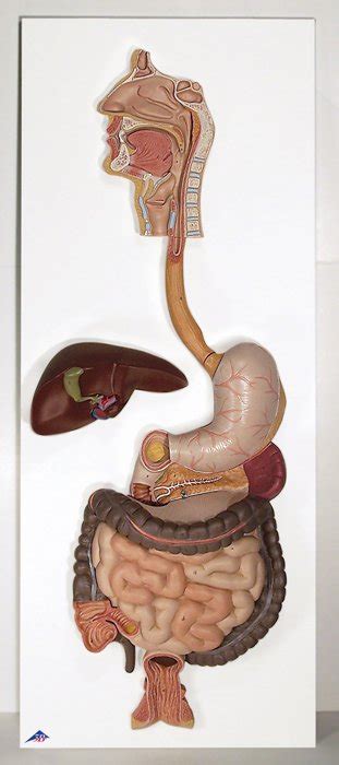 3b scientific® digestive system models for anatomy and physiology