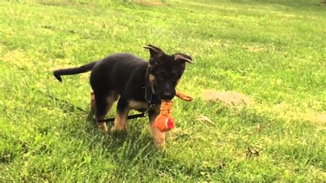 Floppy Ears On German Shepherd Puppy Youtube