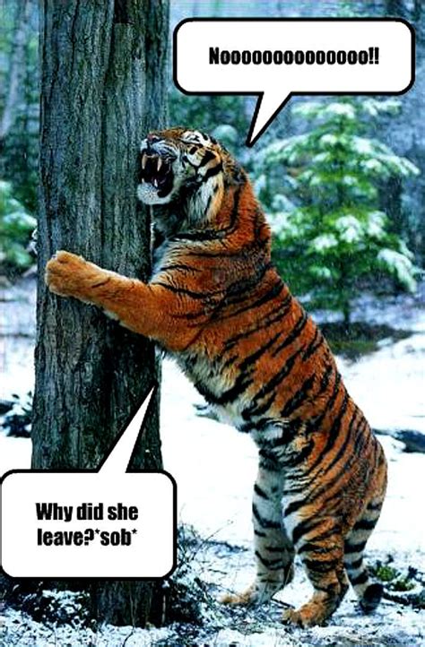 Tiger Funny Animal Humor Photo 20318911 Fanpop