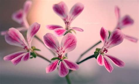 Elvin Siew Chun Wai Likes Flowers Photographyelvin Siew Shares The