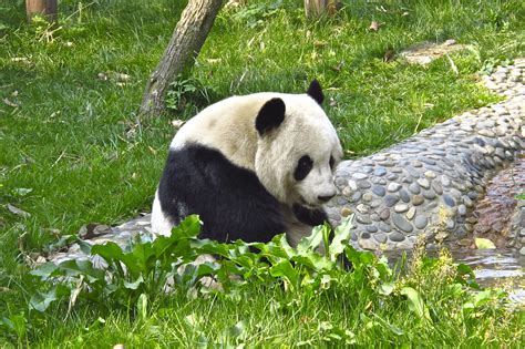 Chengdu Research Base Of Giant Panda Breeding Chengdu China Giant