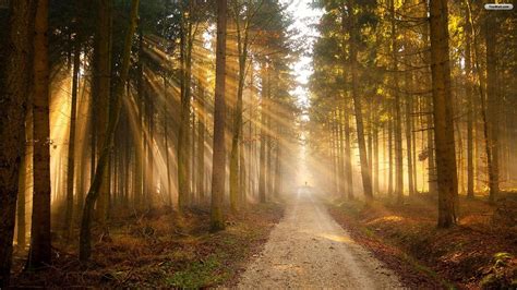 Tree Forest Forest Path Sunrise Wallpaper