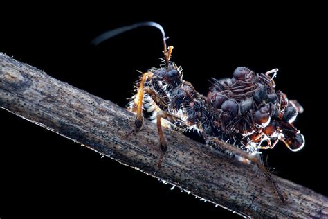 Assassin Bug With Dead Ants Photograph By Melvyn Yeo Pixels