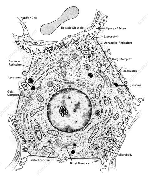 The cell lives and, as a result, the organism lives. Liver Cell with Labelled Structures, Illustration - Stock ...