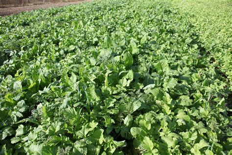 When Cover Crops Die No Till Vegetables Harnessing The Power Of