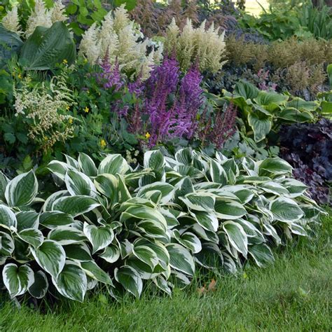 Low Maintenance Plants For Shade And Part Shade White Flower Farm