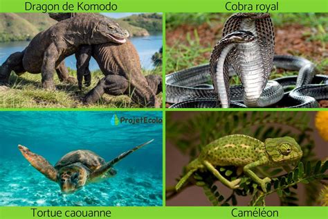 Les Reptiles Définition Classification Et Exemples