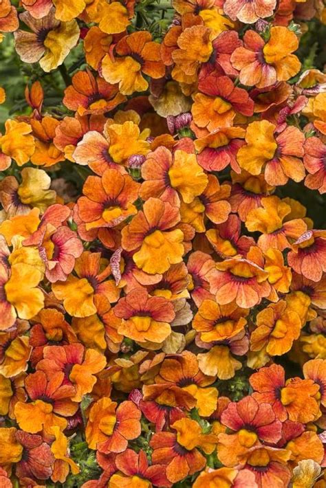 California Spring Trials Sneak Peek New Annuals For 2016 Greenhouse