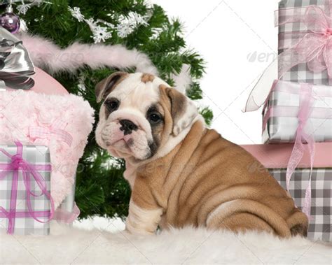 English Bulldog Puppy 2 Months Old Sitting With Christmas Tree And