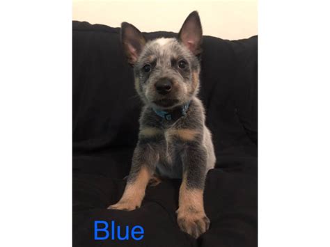 Full Blooded Blue Heeler Puppies For Sale Saint Louis Puppies For