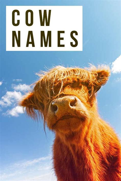 Cow Names Over 400 Amazing Names For Your Cattle