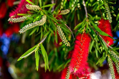Australian Native Plants A Guide To Australian Plants Better Homes