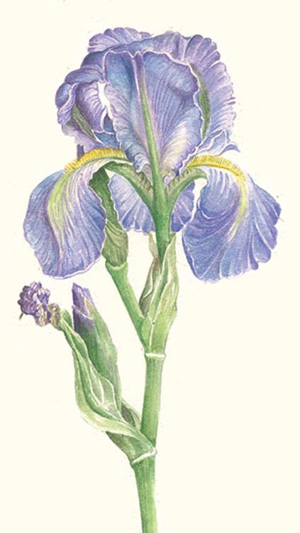 Botanical Illustration Of An Iris By Bernadene Jacobsa Painting