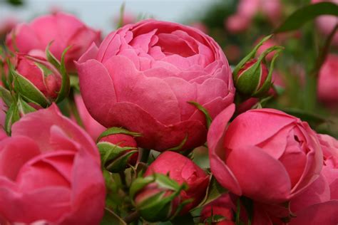 La Collection Globe Planter Rosier Roses Feeriques® Pomponella®