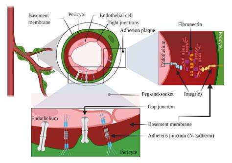 Figure From A Synopsis Of Signaling Crosstalk Of Pericytes And