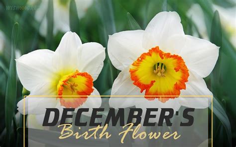 December Birth Flower And The Meaning Behind It Flowers Are The Symbol
