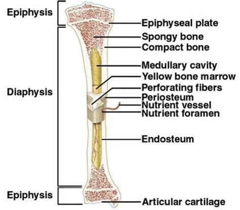 A labeled diagram of a long bone. bones tissue - Anatomy & Physiology 201 with Washo-krupps ...