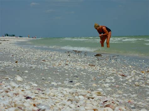 Sanibel Island Fl One Of The Best Shelling Beaches On The East