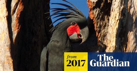 Cockatoos Impress Opposite Sex With Phil Collins Style Drum Solos