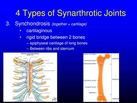 Ppt Articulations Joints Powerpoint Presentation Free Download