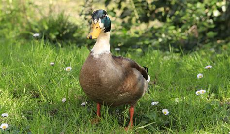 Rouen Duck Breed Profile Farmhouse Guide