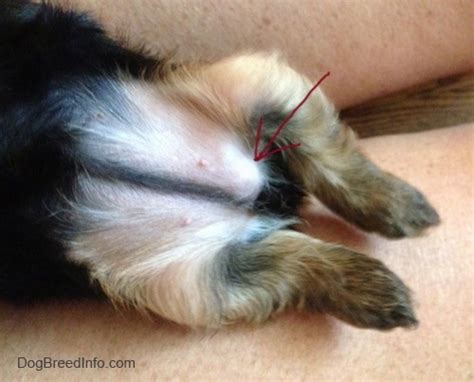 Breeding Dogs With Inguinal Hernias Dog Bread