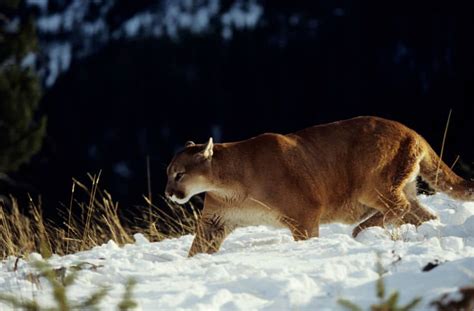 Why Do Cougars Attack Humans And How To Deal With Them 2022
