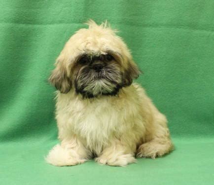 Visit website for up to date information on available purebred (no mixes) each puppy comes with registered papers. Shih Tzu Puppies! for Sale in Andover, Minnesota Classified | AmericanListed.com
