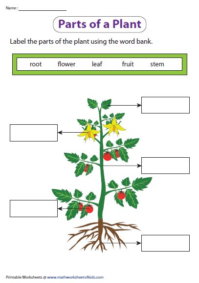 Identify The Parts Of A Plant Worksheet Plants Worksheets Parts Of A
