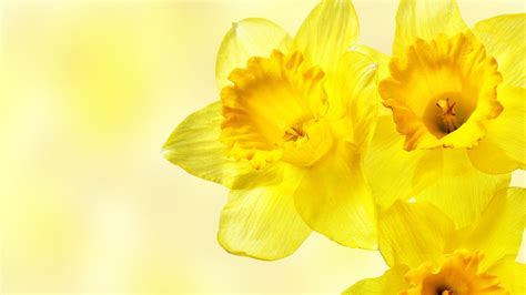 Daffodils Flowers Yellow Flowers Wallpapers Hd Desktop