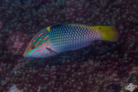 Checkerboard Wrasse Facts Video And Photographs Seaunseen Anne Marie