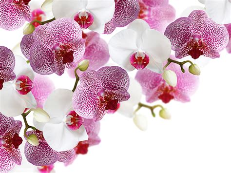 Meisterliche blumensträuße direkt vom floristen. Foto Orchideen Blumen Großansicht Weißer hintergrund