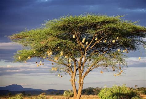 Common Trees During The Safari In Tanzania Tanzania Safari Travel Blog