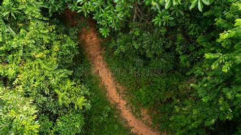 Top View Of Jungle Stock Image Image Of Walk Look 125198941
