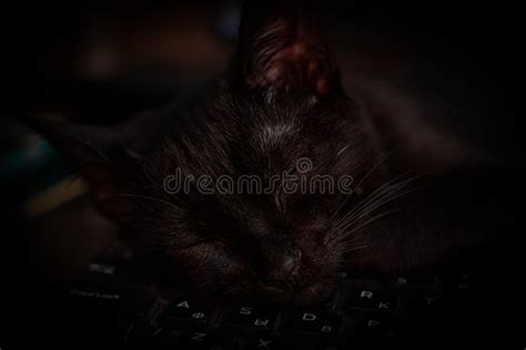 Close Up Of A Cat S Head Sleeping On A Keyboard Stock Photo Image Of