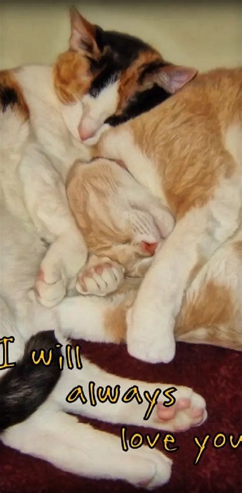 Love Always Cats Wallpaper By 1artfulangel Download On Zedge C063