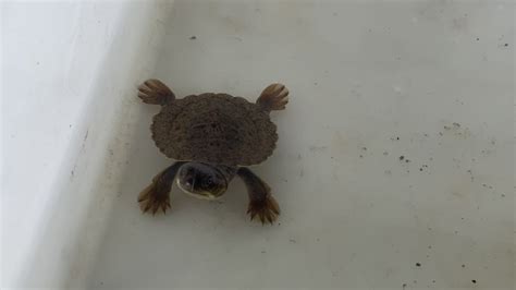mary river turtles incubated for longer than average this season abc news