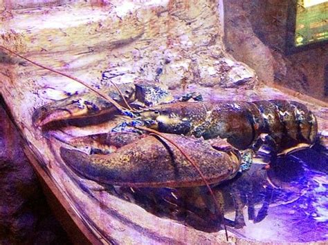 Biggest Lobster Ive Ever Seen Were Taking Guinness World Flickr
