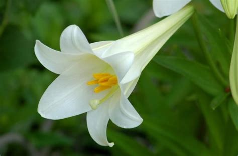 Can You Grow Your Easter Lily Outdoors Easter Lily Care Easter Lily