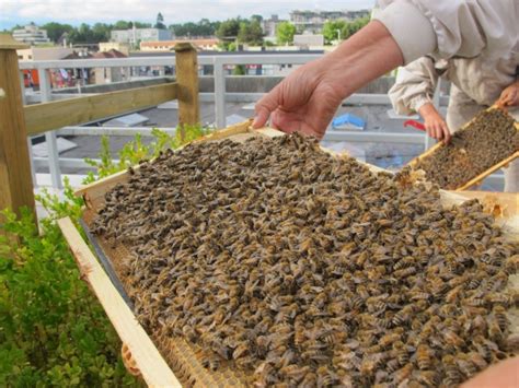 Vpd Headquarters Hive Of Activity As Force Brings In 10000 Bees Ctv News
