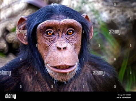 Monkey Face Stock Photo Alamy